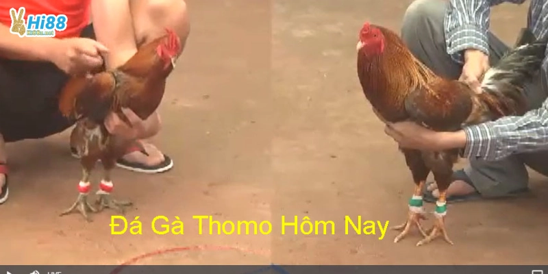 Xem đá gà tre trực tiếp hôm nay – Kèo thơm, chiến kê đỉnh