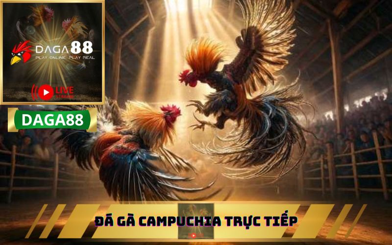 Muốn xem trực tiếp đá gà Campuchia? Vào đây có đầy đủ!