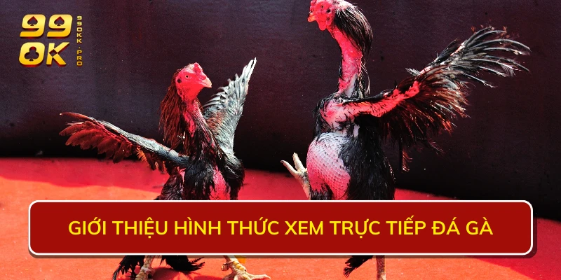 Đá gà nòi trực tiếp: Những điều bạn cần biết về hình thức này!