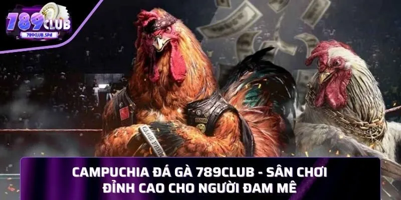 Đá gà trực tiếp casino Thomo - Xem đá gà Campuchia trực tiếp full HD!