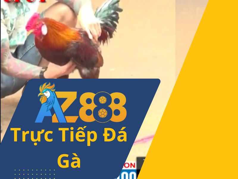 Trực tiếp đá gà c3 hôm nay: Xem đá gà cực hay, kèo cược hấp dẫn!