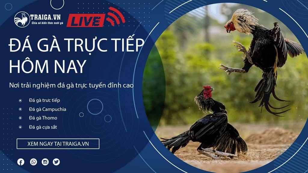 Trực tiếp đá gà C1 hôm nay - Không giật lag, xem là mê