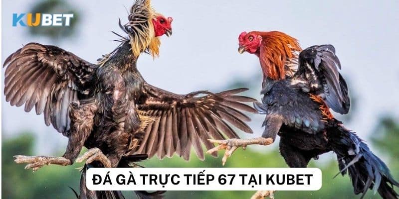Trực tiếp đá gà 67 có bình luận - Trải nghiệm trận đấu kịch tính!