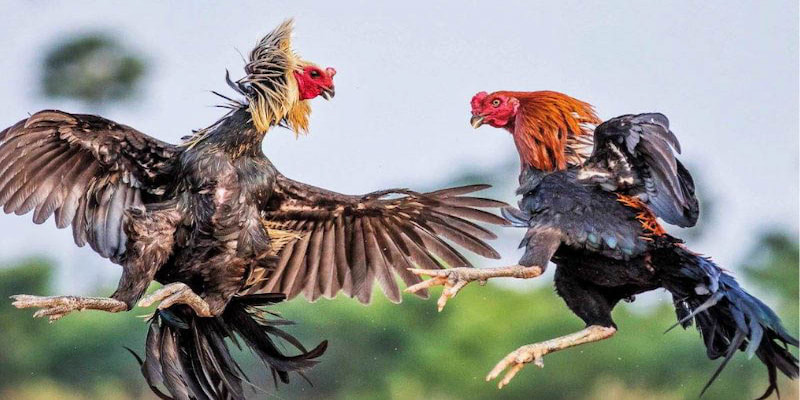 Kết quả đá gà Thomo hôm qua: Cập nhật nhanh nhất, chính xác nhất!