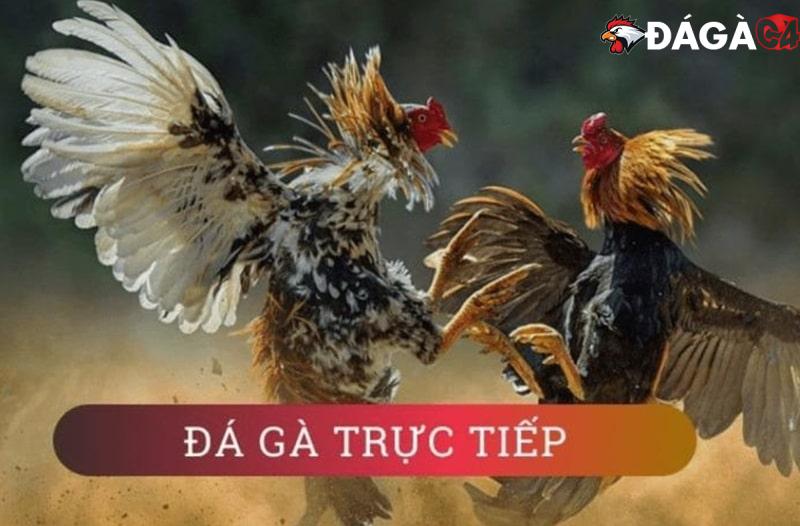 Trực tiếp đá gà CPC3 hôm nay: Link xem full HD, không giật lag!