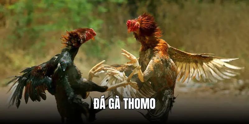 Đá gà Campuchia trực tiếp bình luận: Trận đấu kịch tính nhất!