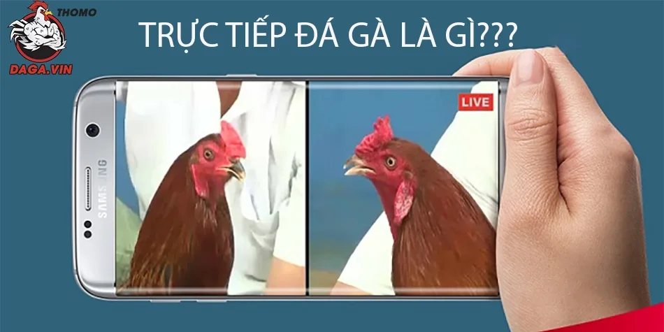 Xem trực tiếp đá gà 67 hôm nay - Cập nhật liên tục, không giật lag!