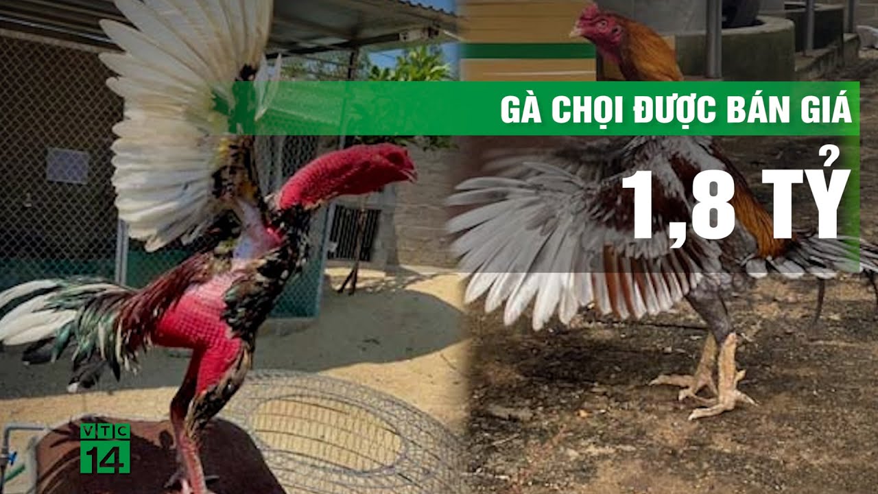 Đá gà casino trực tiếp - Cập nhật link xem đá gà mới nhất không bị chặn!