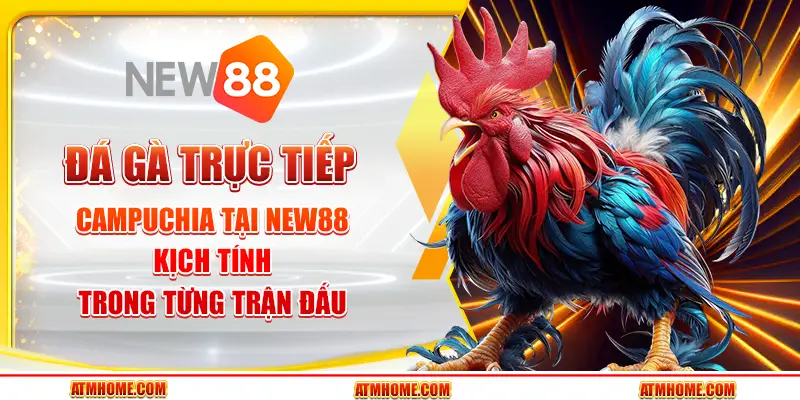 Thưởng thức gà đá trực tiếp, kịch tính từng phút giây.