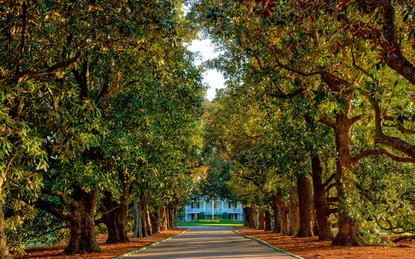 What Makes Magnolia Lane Special? Explore Its Unique Meaning Here