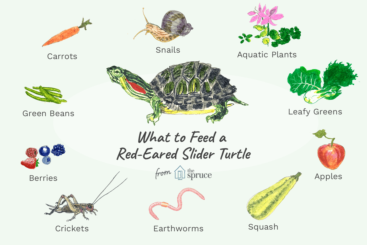 What do little turtles eat? Learn their diet and feeding habits!
