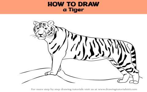Simple way to draw tiger step by step tutorial revealed