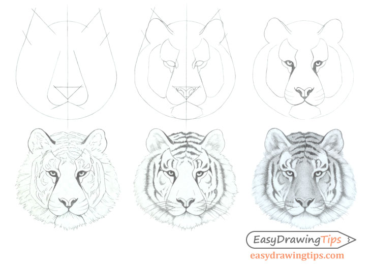 Simple way to draw tiger step by step tutorial revealed