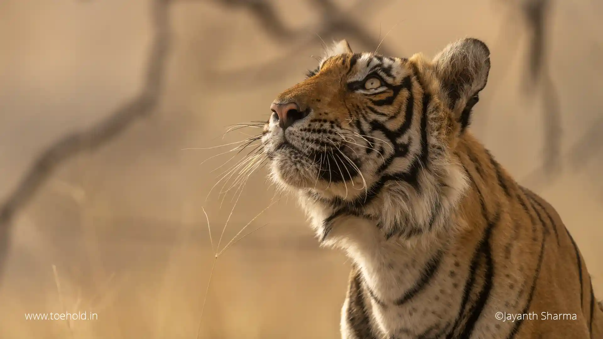 Tiger Tracker Setup Guide Quick Tips for Perfect Wild Cat Data