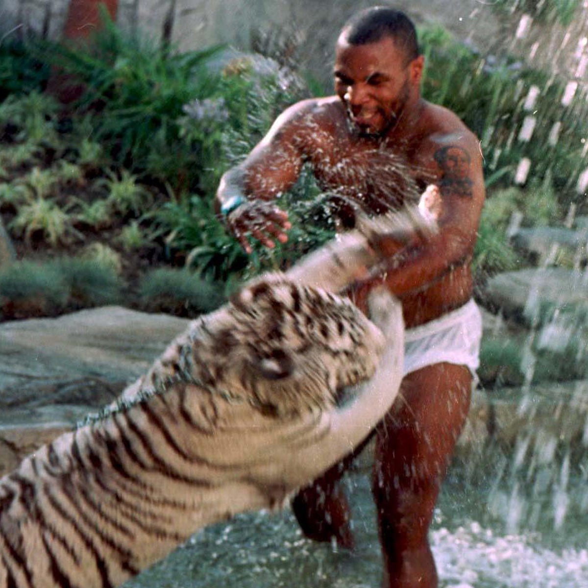 Mike Tyson Pet Tigers True Story What Really Happened to His Backyard Pets?